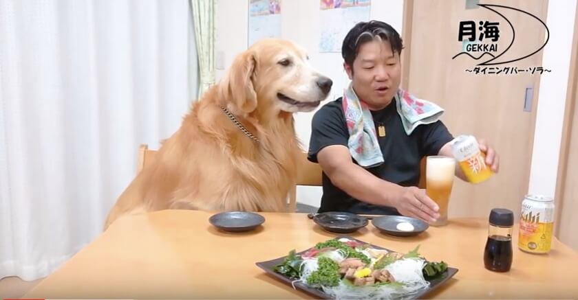 ゴールデンレトリーバー,動画