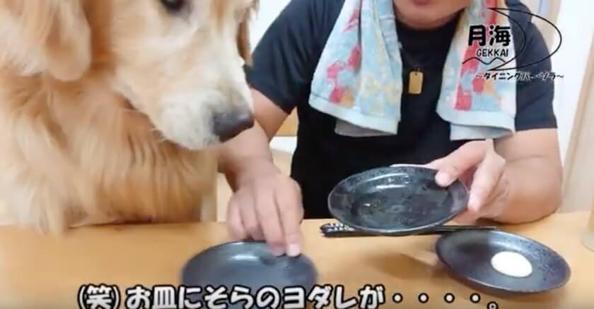 ゴールデンレトリーバー,動画