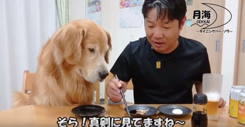 ゴールデンレトリーバー,動画