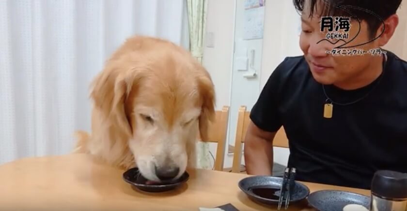 ゴールデンレトリーバー,動画