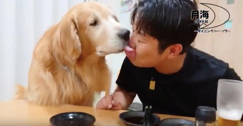 ゴールデンレトリーバー,動画