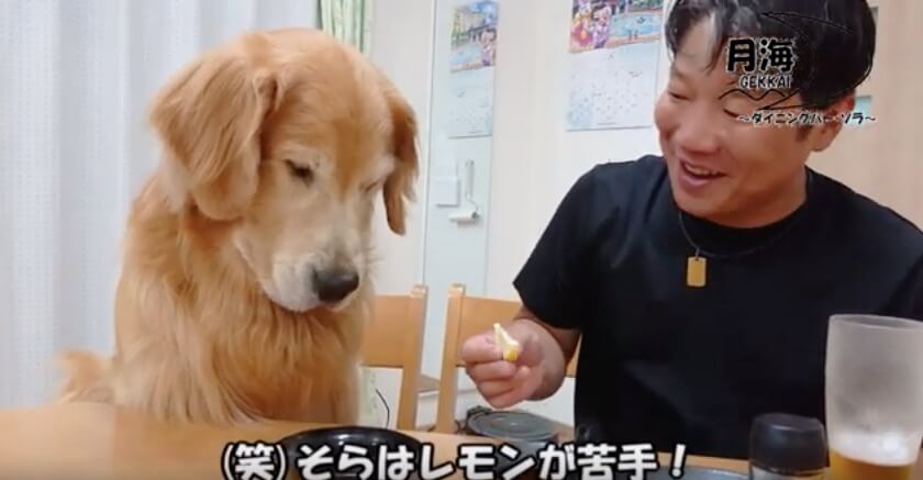 ゴールデンレトリーバー,動画