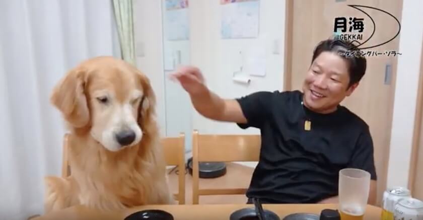 ゴールデンレトリーバー,動画