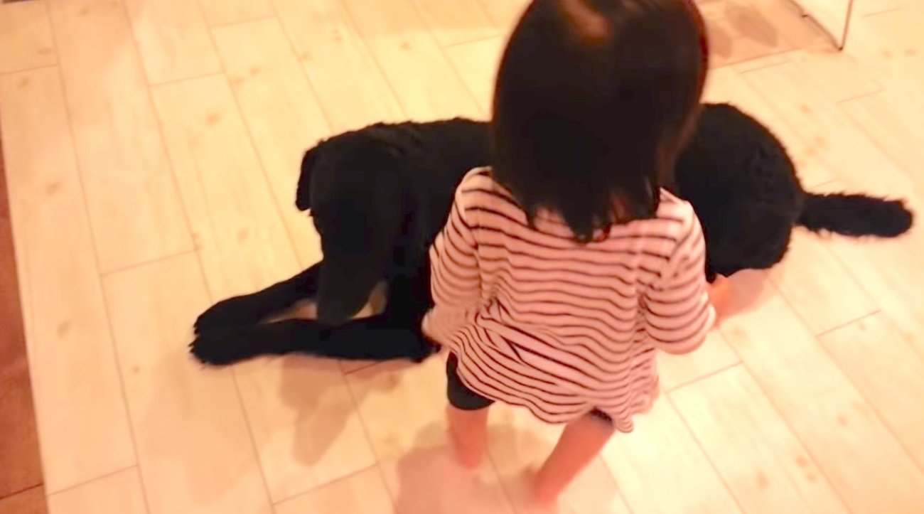 ラブラドールレトリーバー,動画