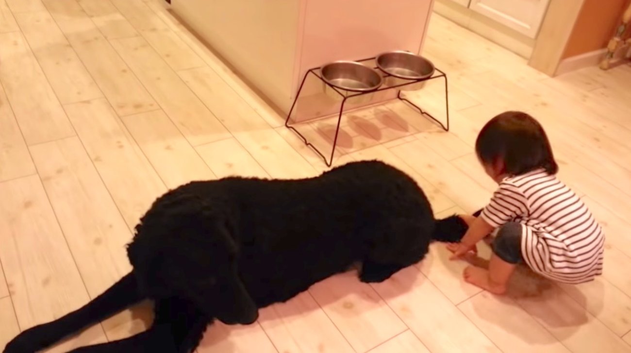 ラブラドールレトリーバー,動画