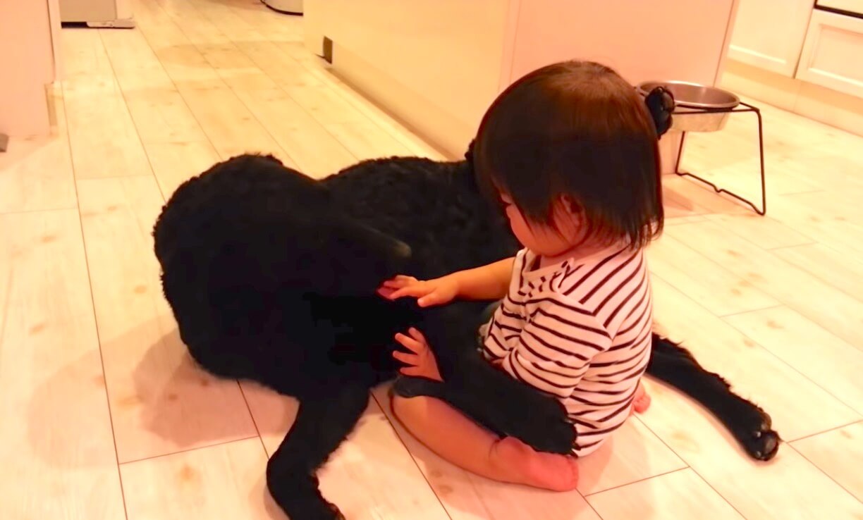 ラブラドールレトリーバー,動画