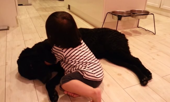 ラブラドールレトリーバー,動画