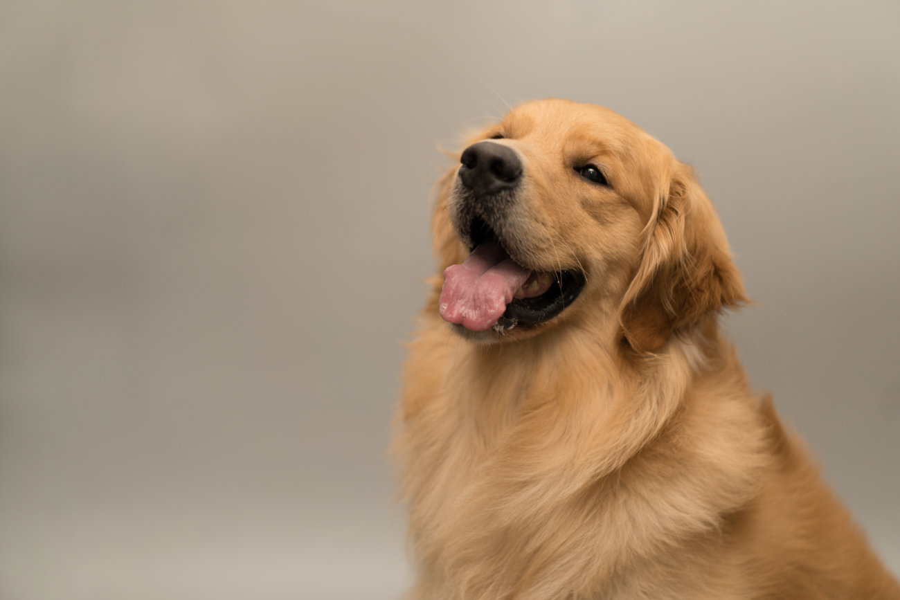 カートラジャパン,レトリーバー