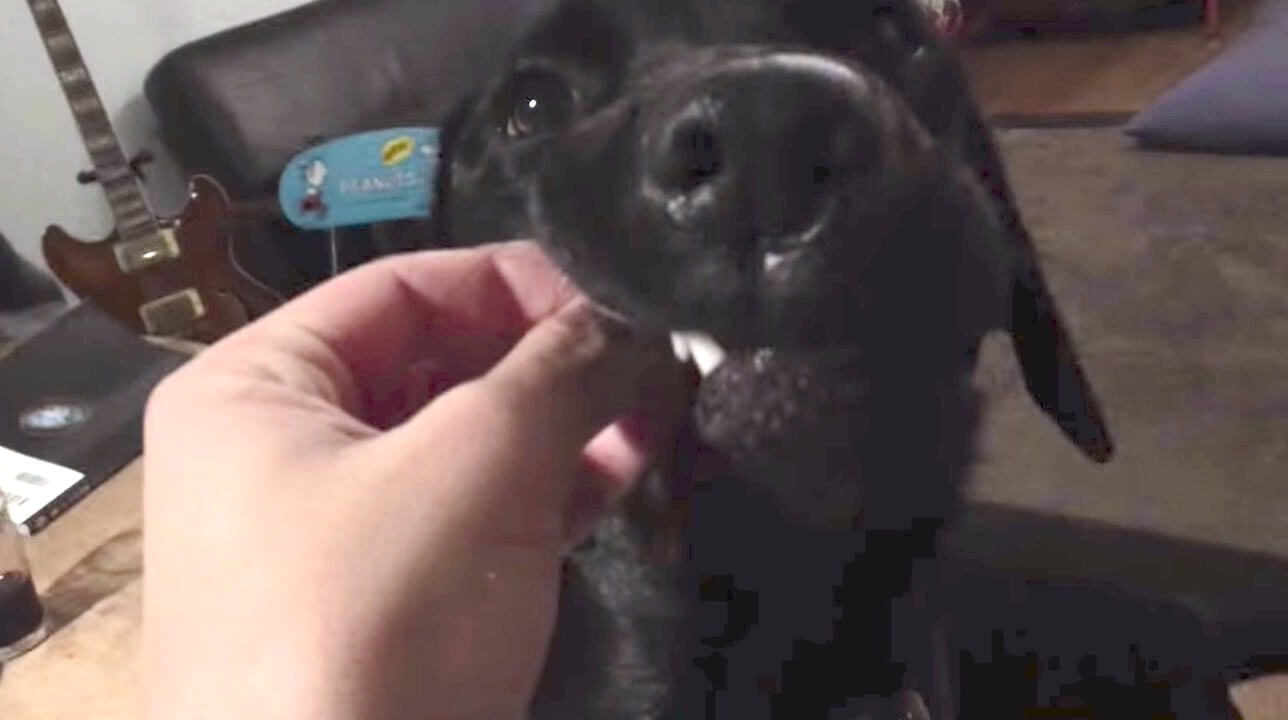 ラブラドールレトリーバー,動画