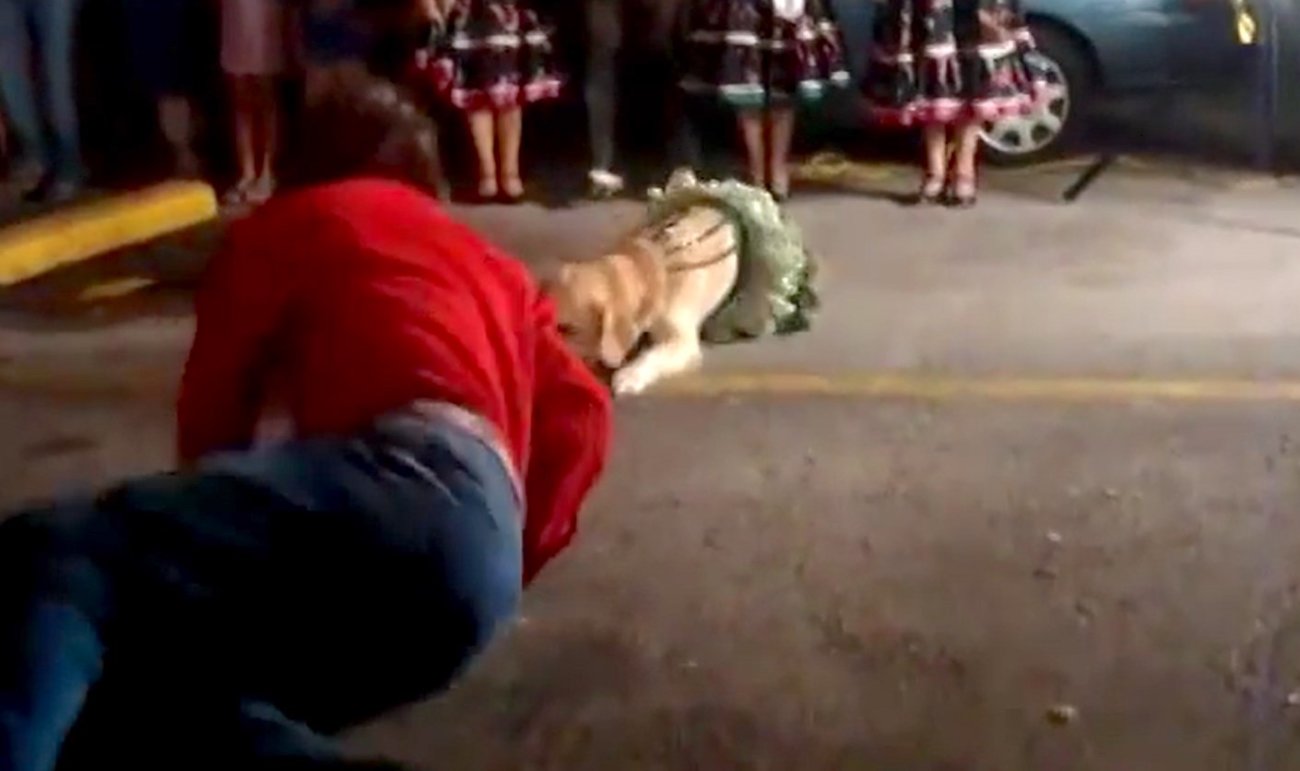 ゴールデンレトリーバー,動画