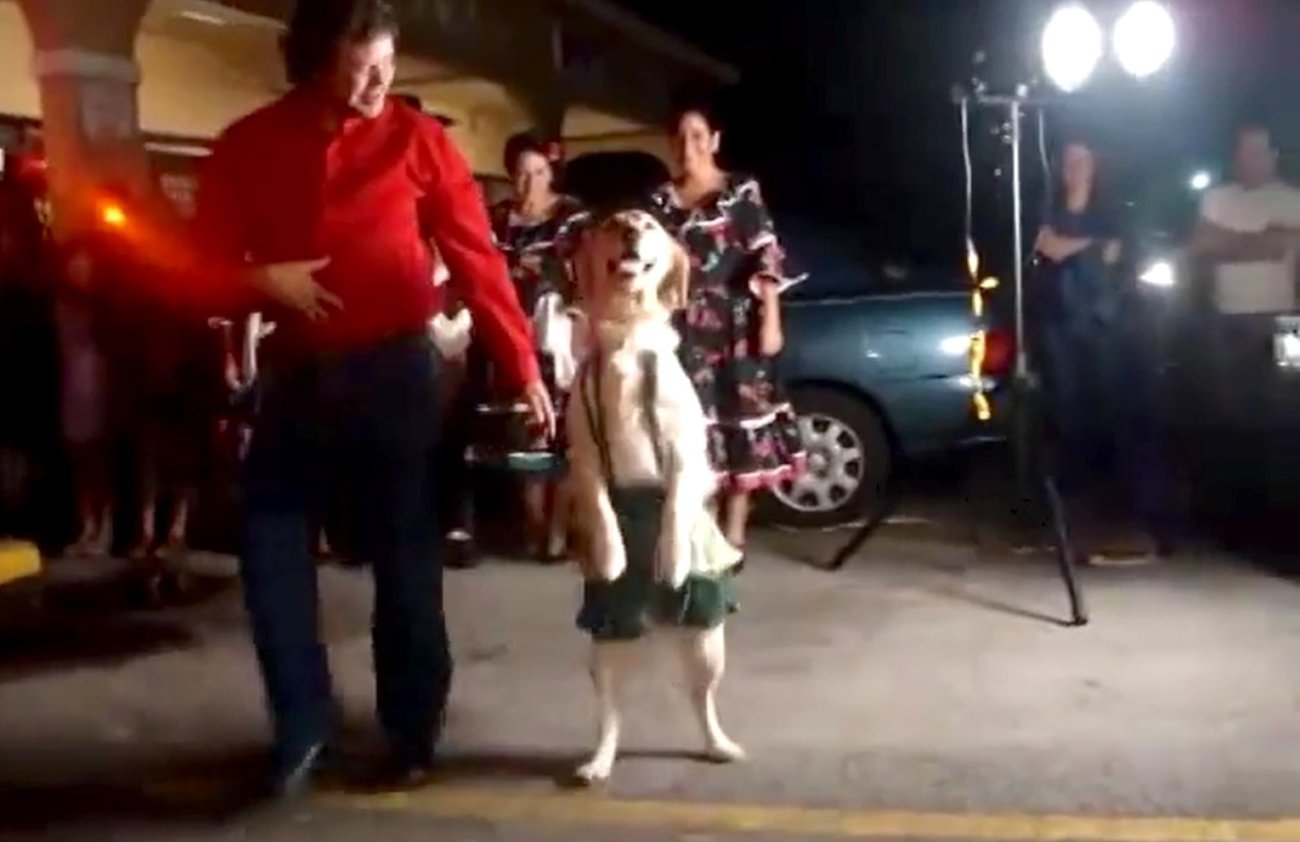 ゴールデンレトリーバー,動画