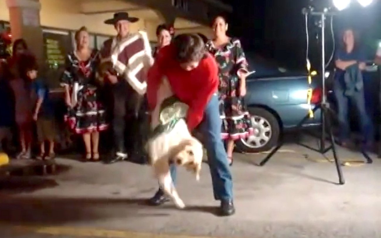 ゴールデンレトリーバー,動画