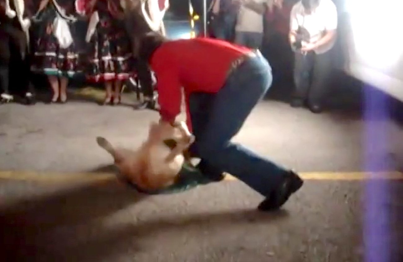 ゴールデンレトリーバー,動画