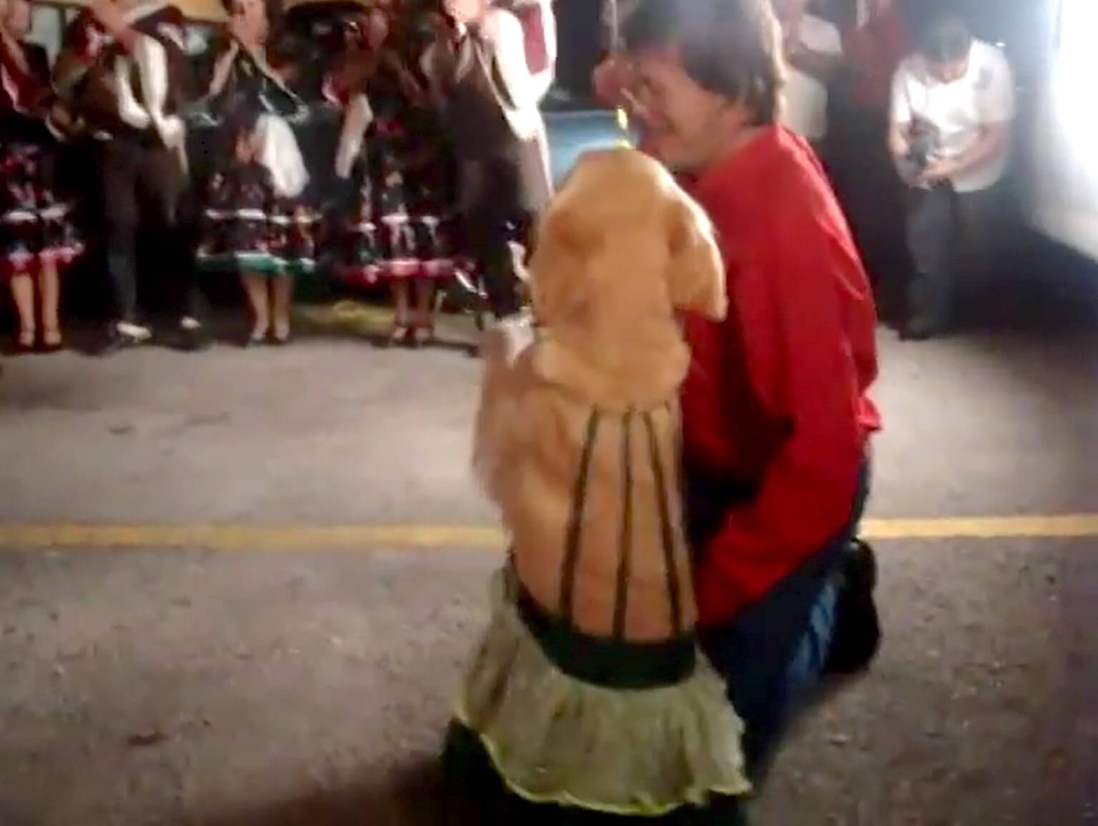 ゴールデンレトリーバー,動画