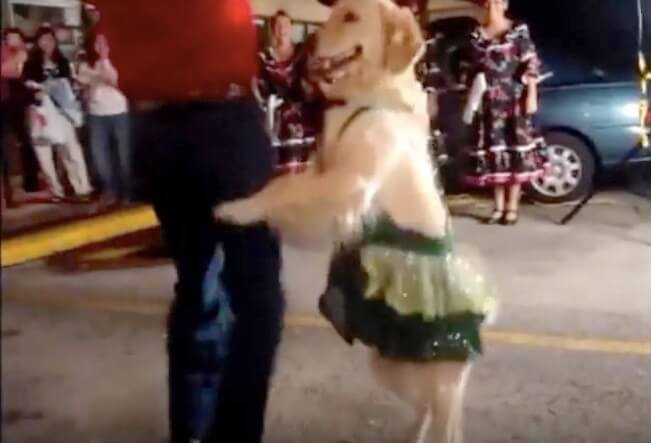 ゴールデンレトリーバー,動画