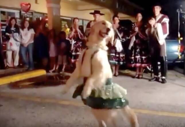 ゴールデンレトリーバー,動画