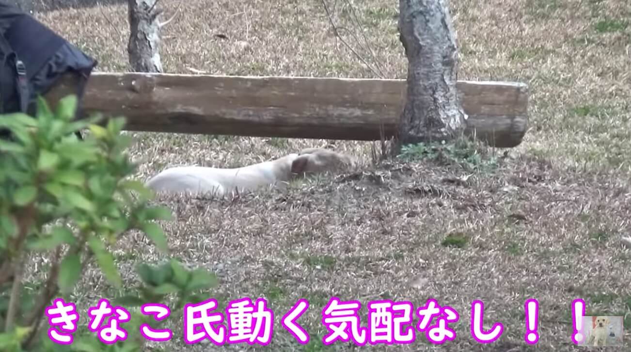 ラブラドールレトリーバー,動画