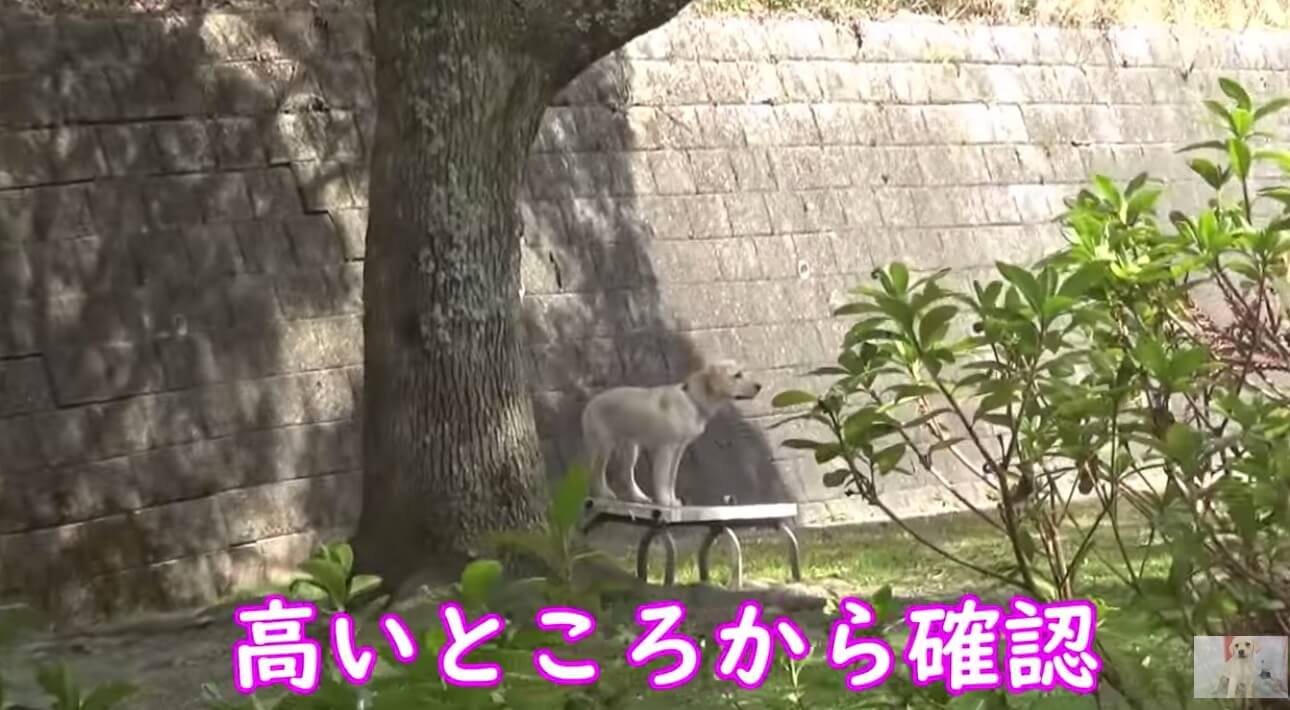 ラブラドールレトリーバー,動画