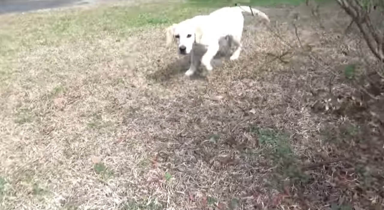 ラブラドールレトリーバー,動画