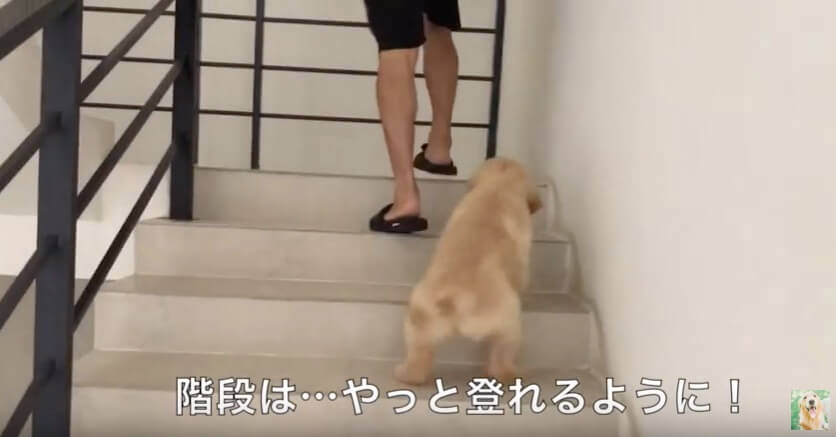 ゴールデンレトリーバー,動画