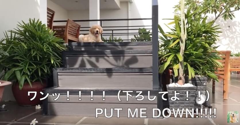 ゴールデンレトリーバー,動画