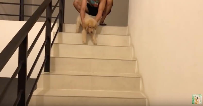 ゴールデンレトリーバー,動画