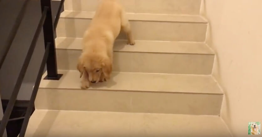 ゴールデンレトリーバー,動画