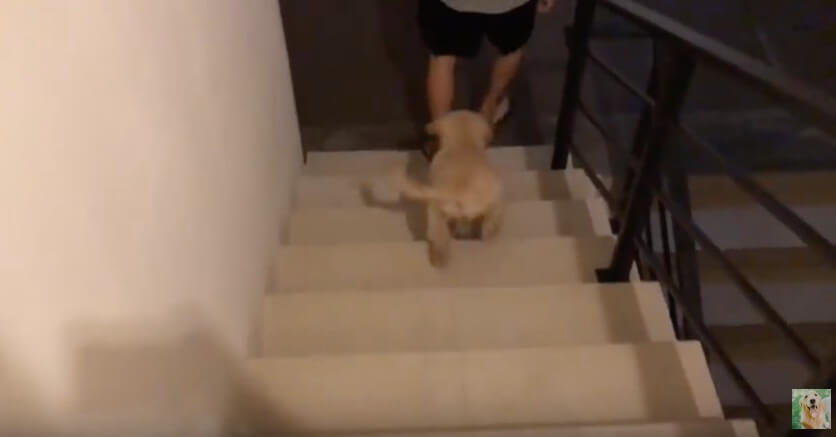 ゴールデンレトリーバー,動画