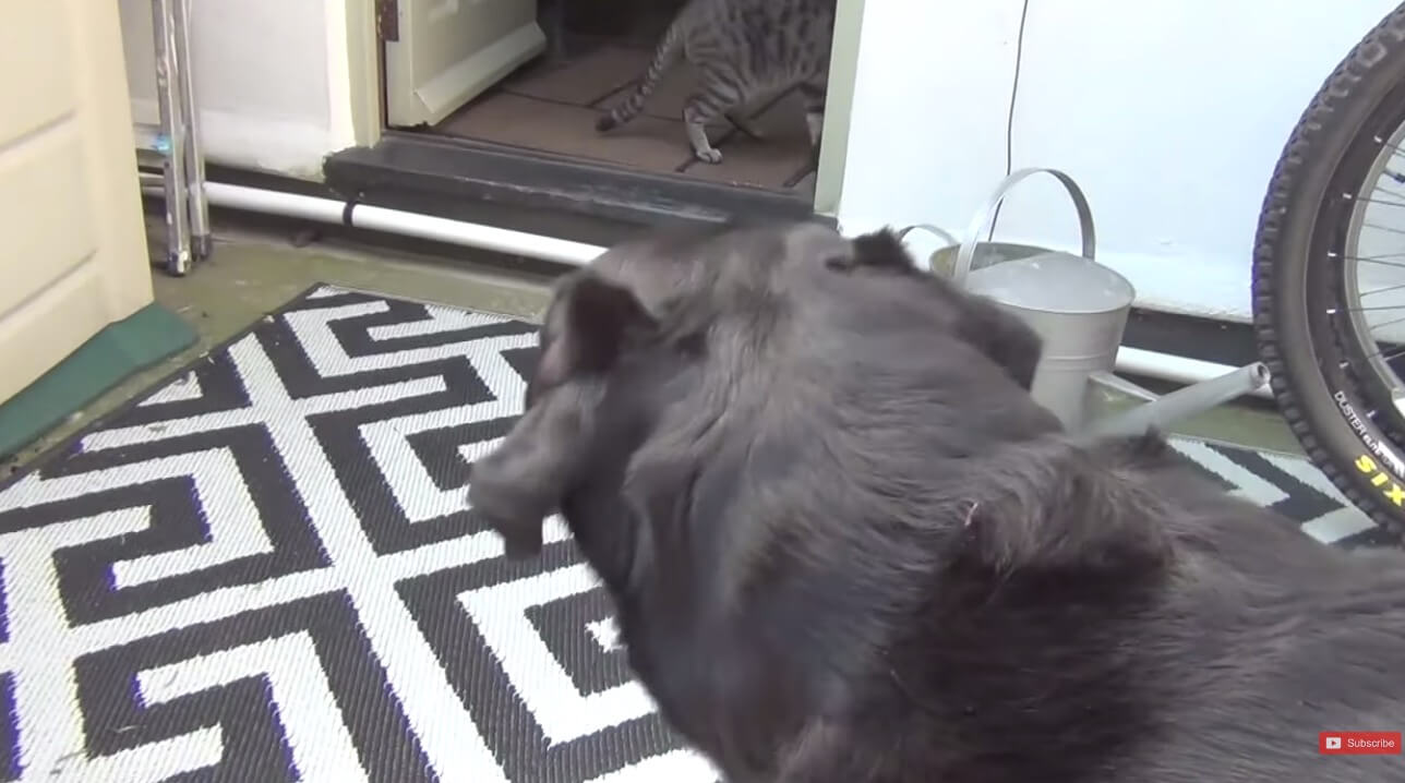 ラブラドールレトリーバー,動画