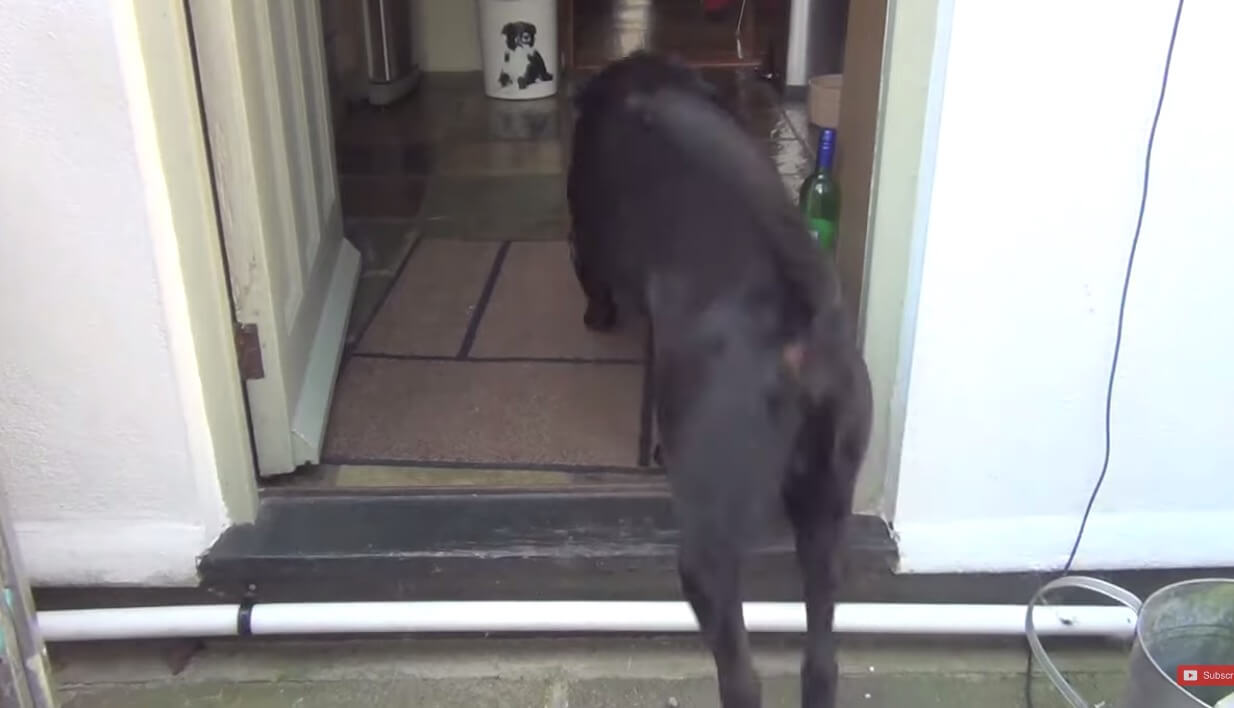 ラブラドールレトリーバー,動画