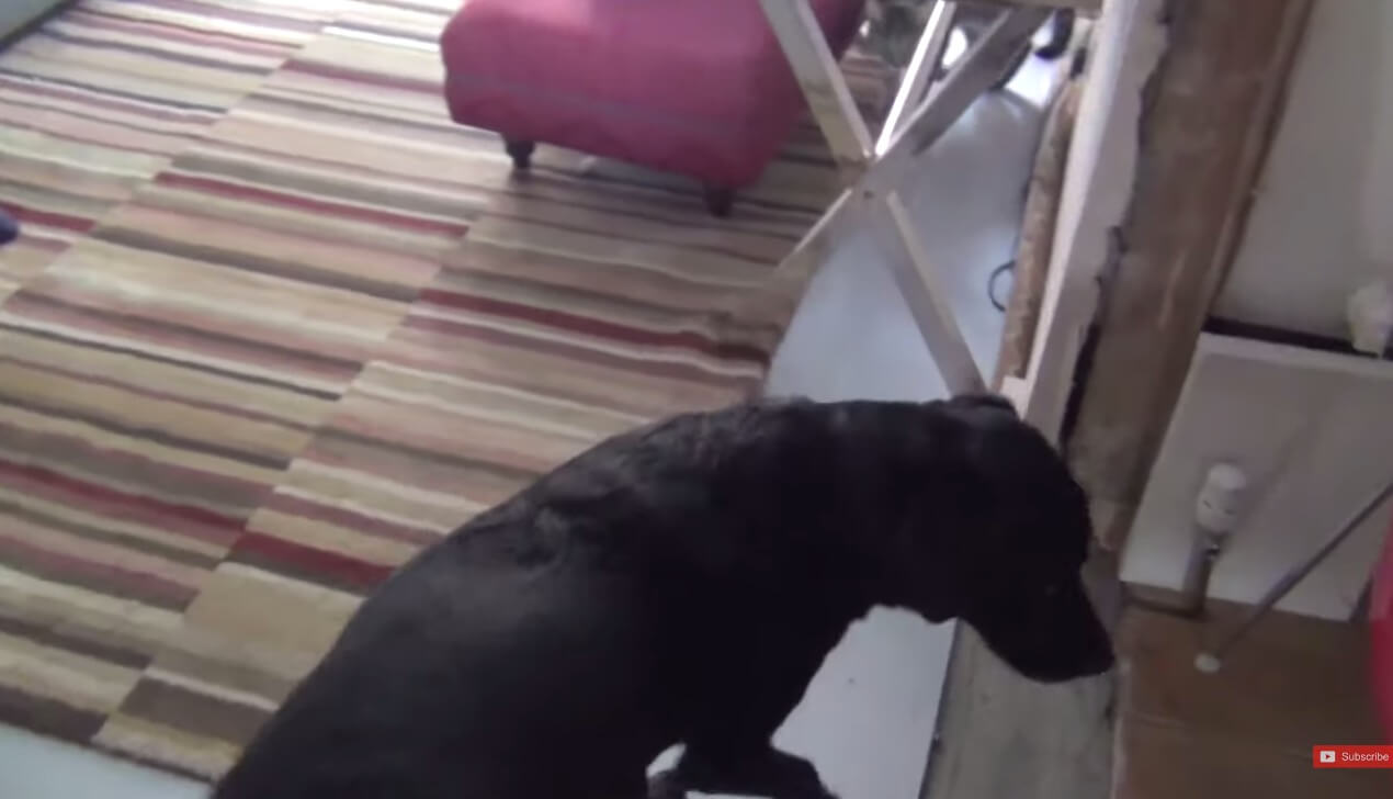 ラブラドールレトリーバー,動画