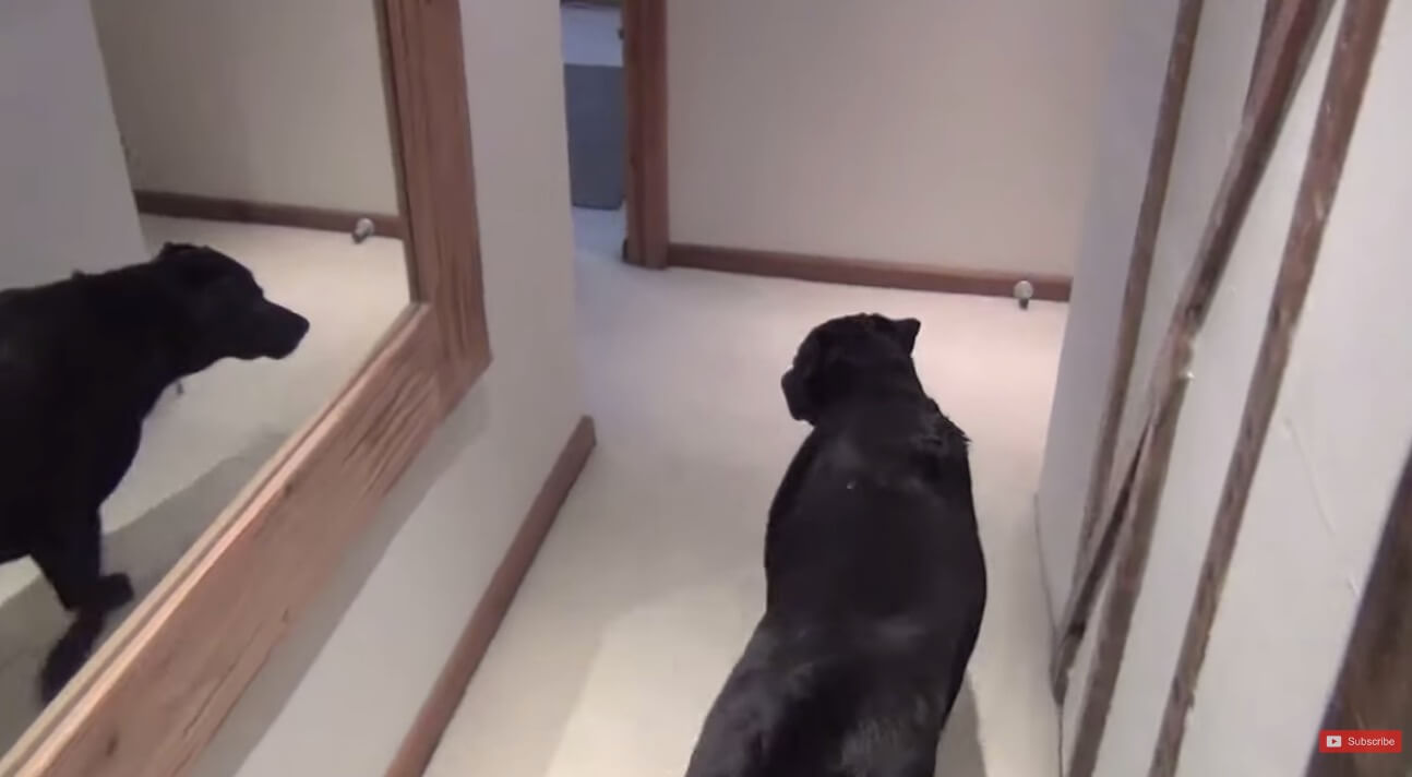 ラブラドールレトリーバー,動画