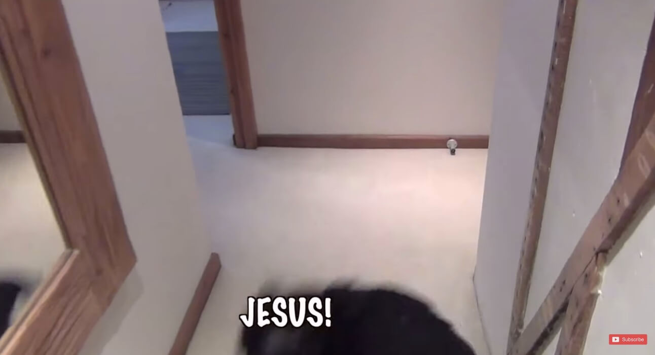 ラブラドールレトリーバー,動画