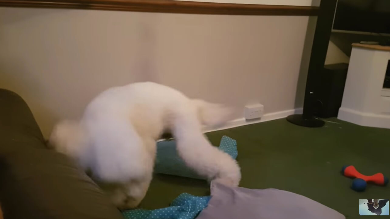 ラブラドゥードル,動画