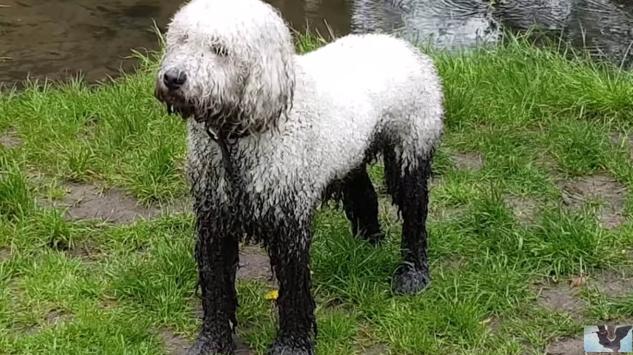 ラブラドゥードル,動画