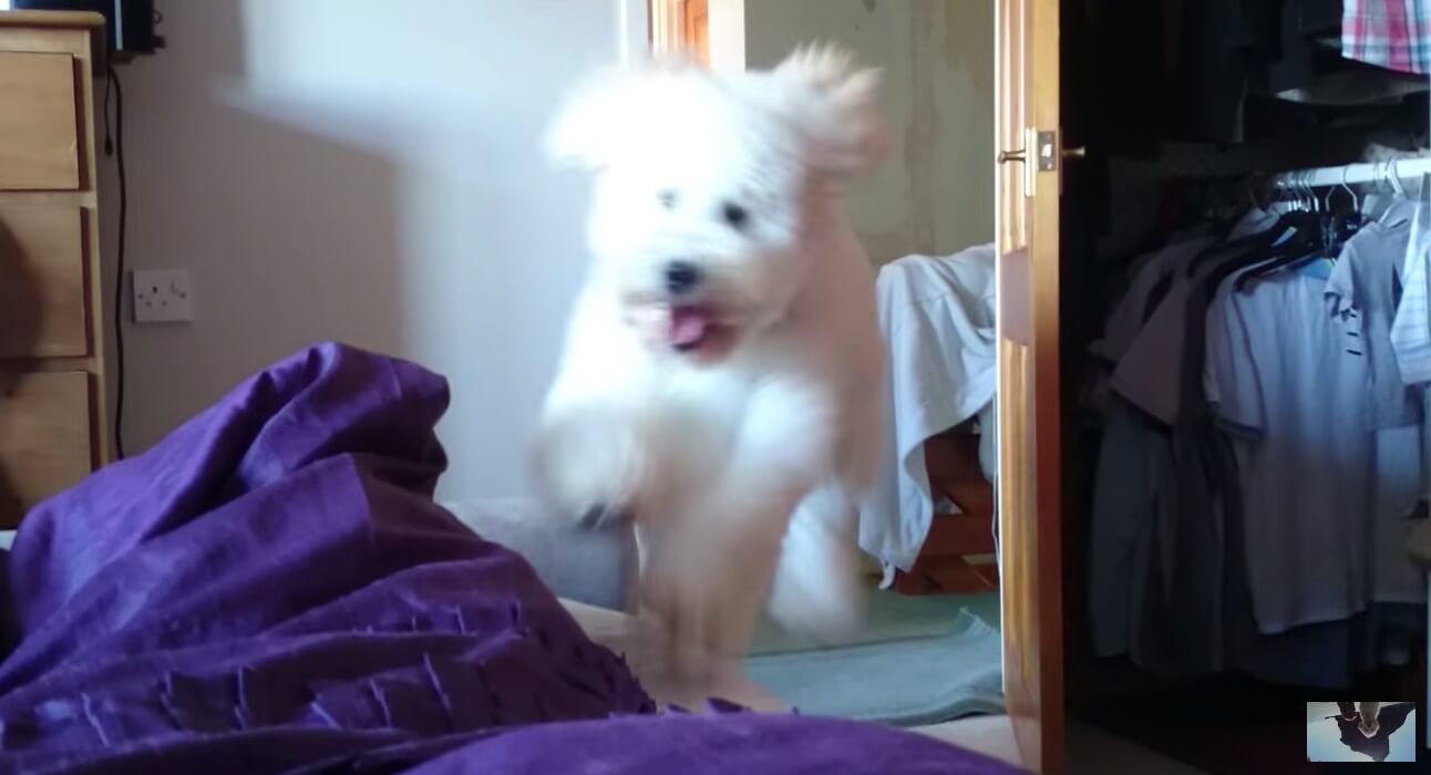 ラブラドゥードル,動画