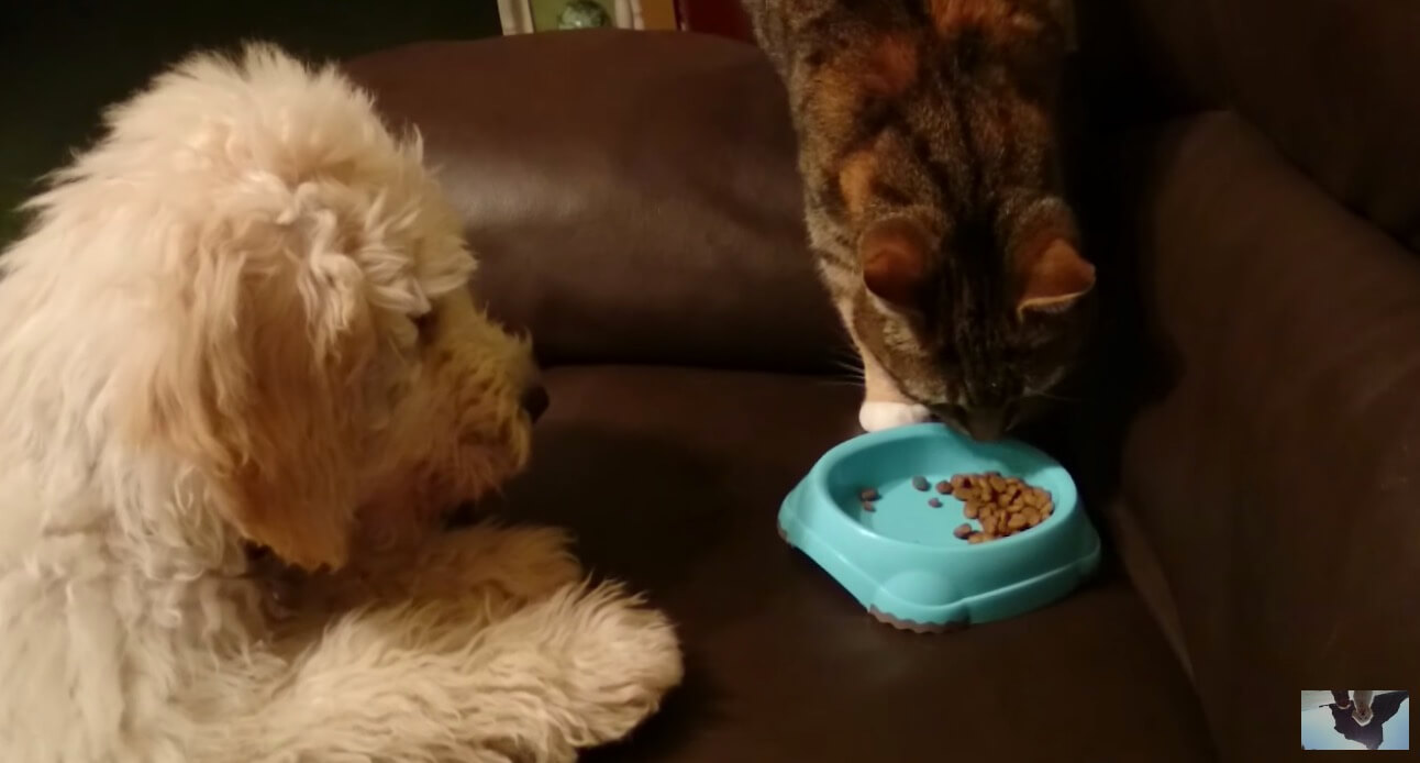 ラブラドゥードル,動画