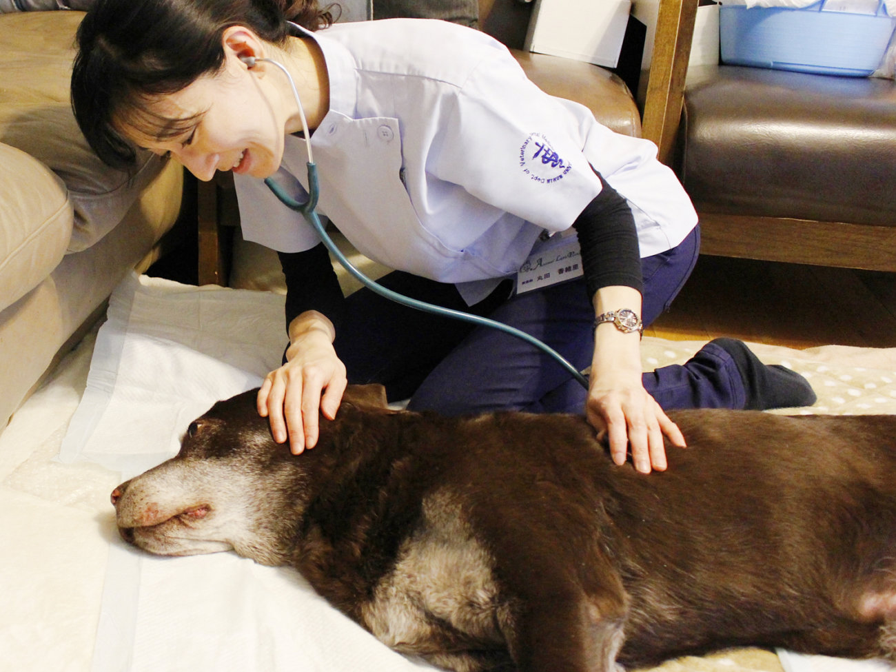 レトリーバー,健康