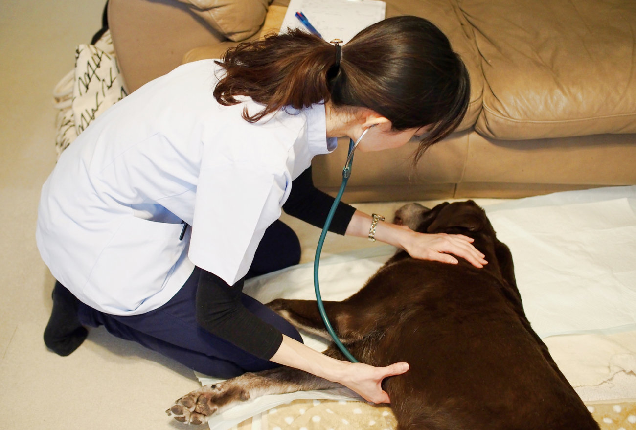 レトリーバー,健康