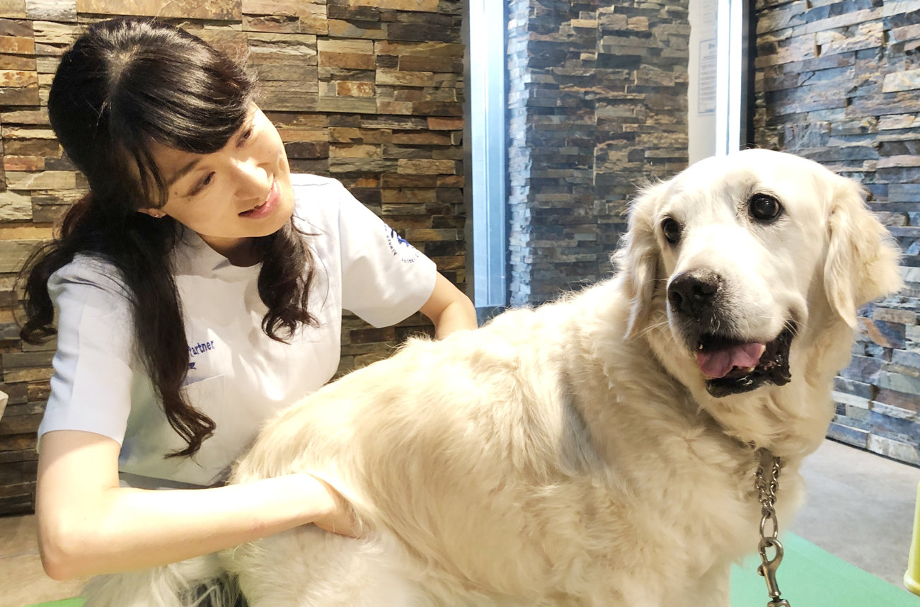 レトリーバー,健康