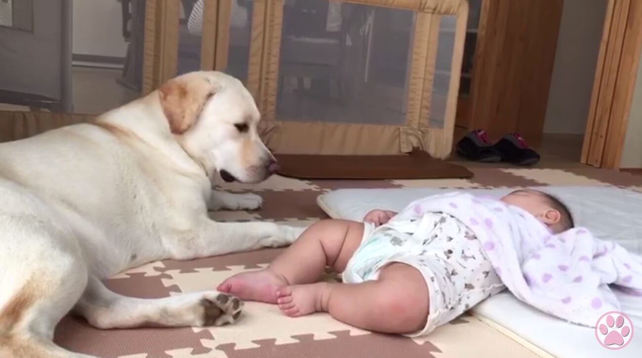 ラブラドールレトリーバー,動画