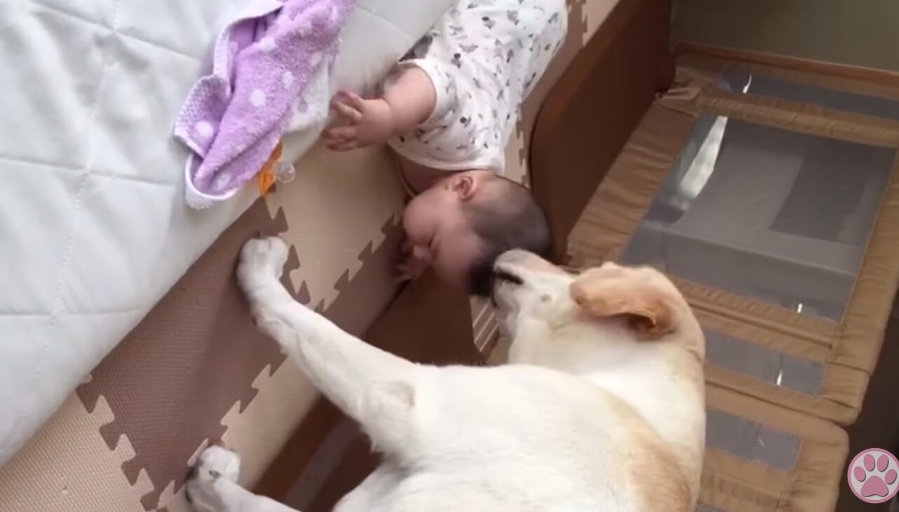 ラブラドールレトリーバー,動画