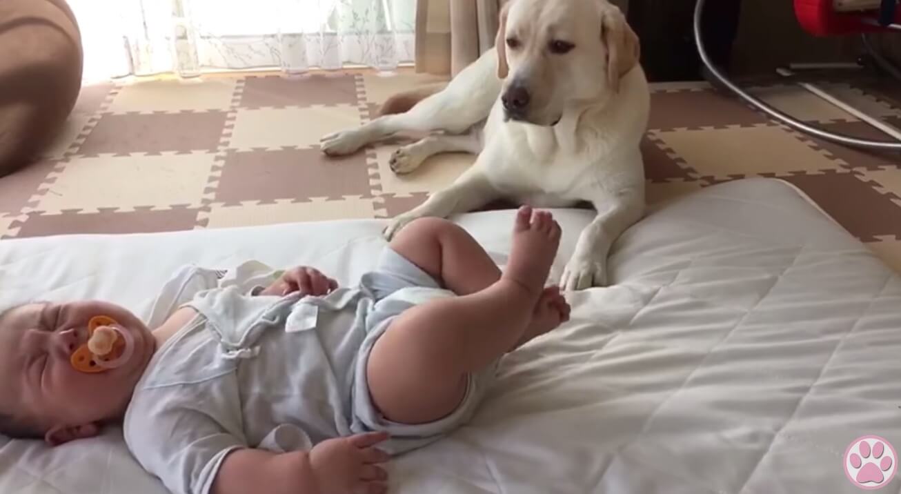 ラブラドールレトリーバー,動画