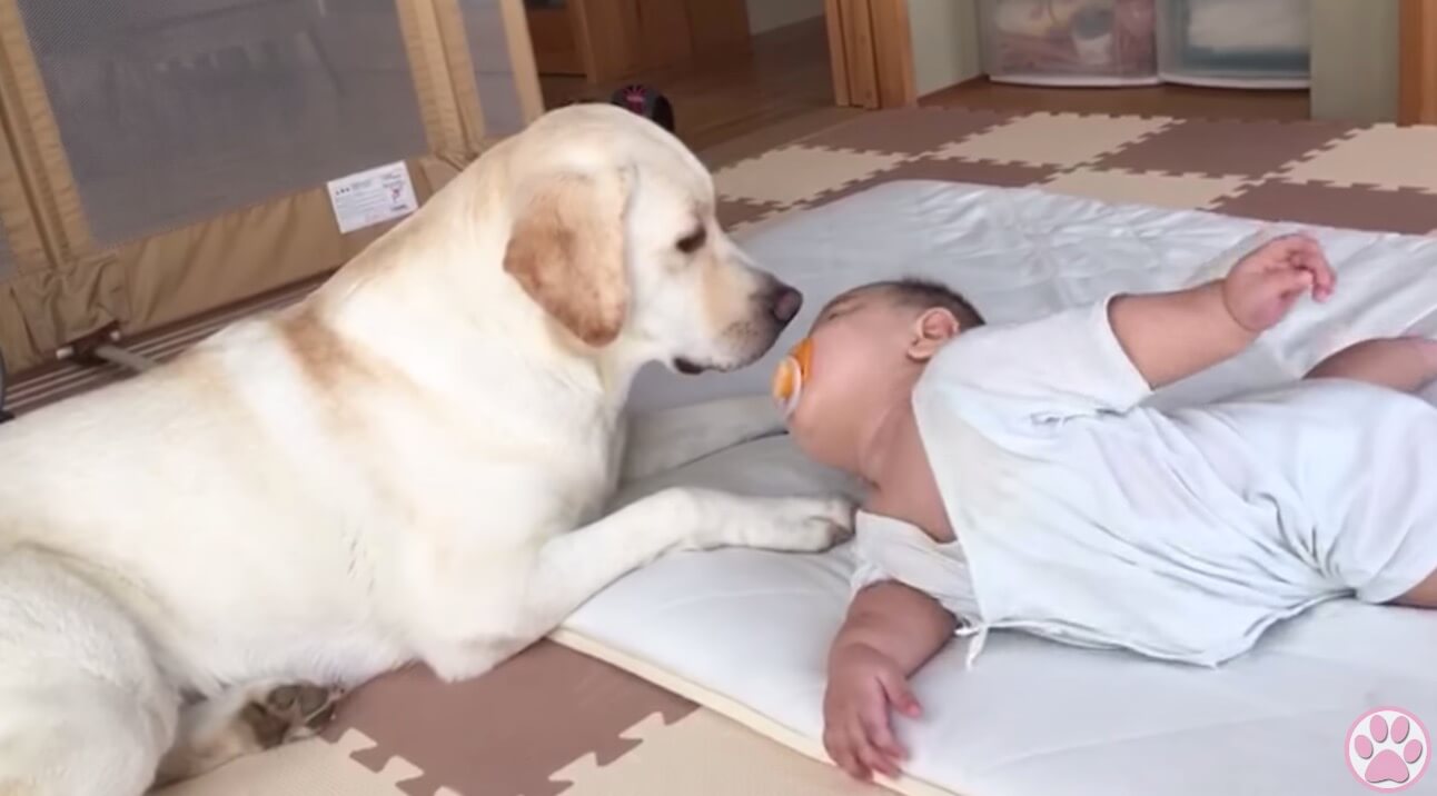 ラブラドールレトリーバー,動画