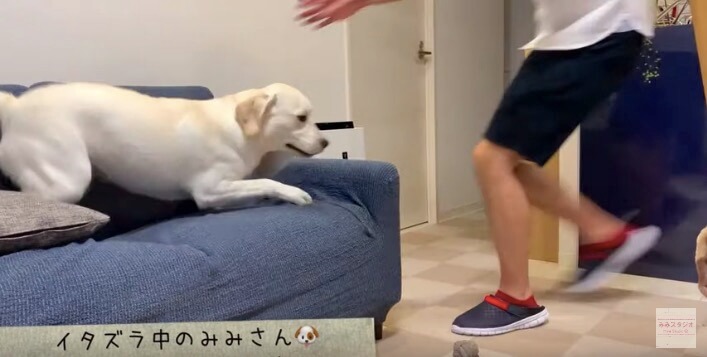 ラブラドールレトリーバー,動画