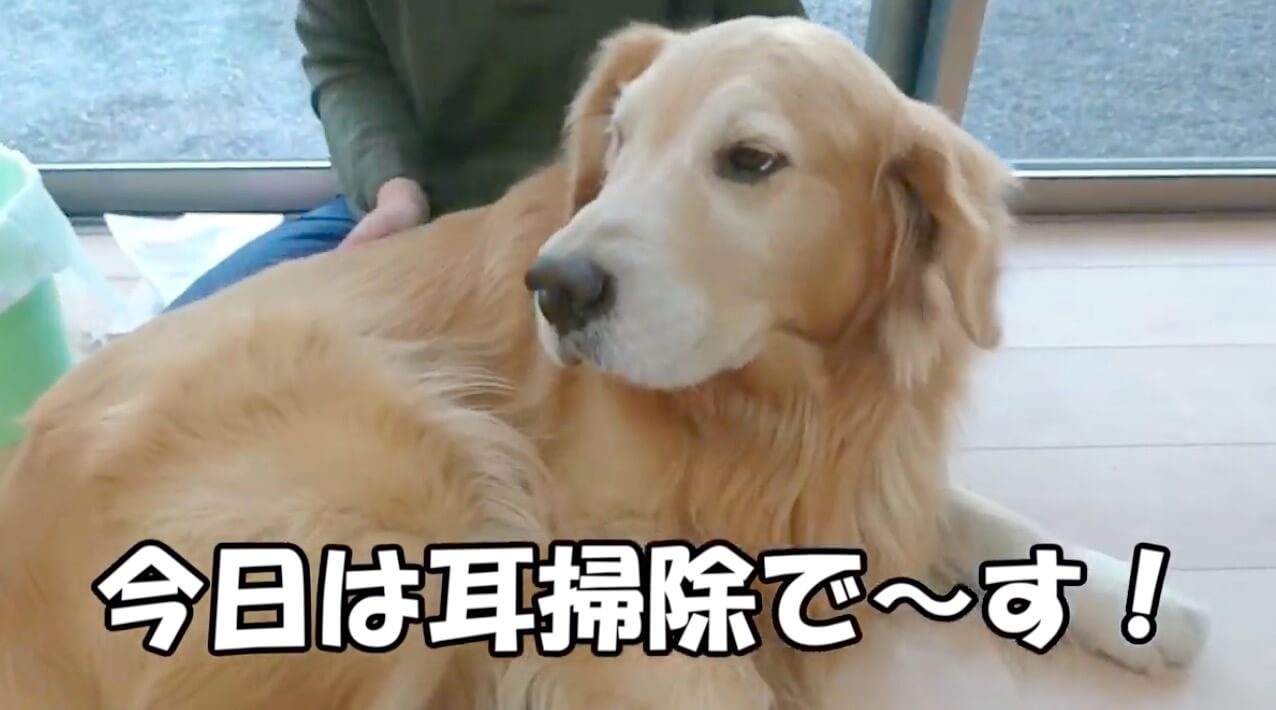 ゴールデンレトリーバー,動画