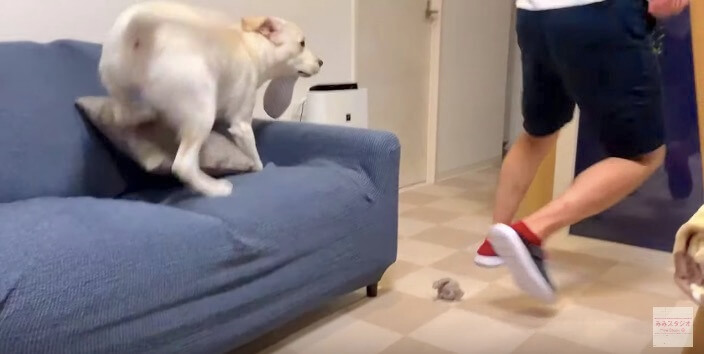 ラブラドールレトリーバー,動画