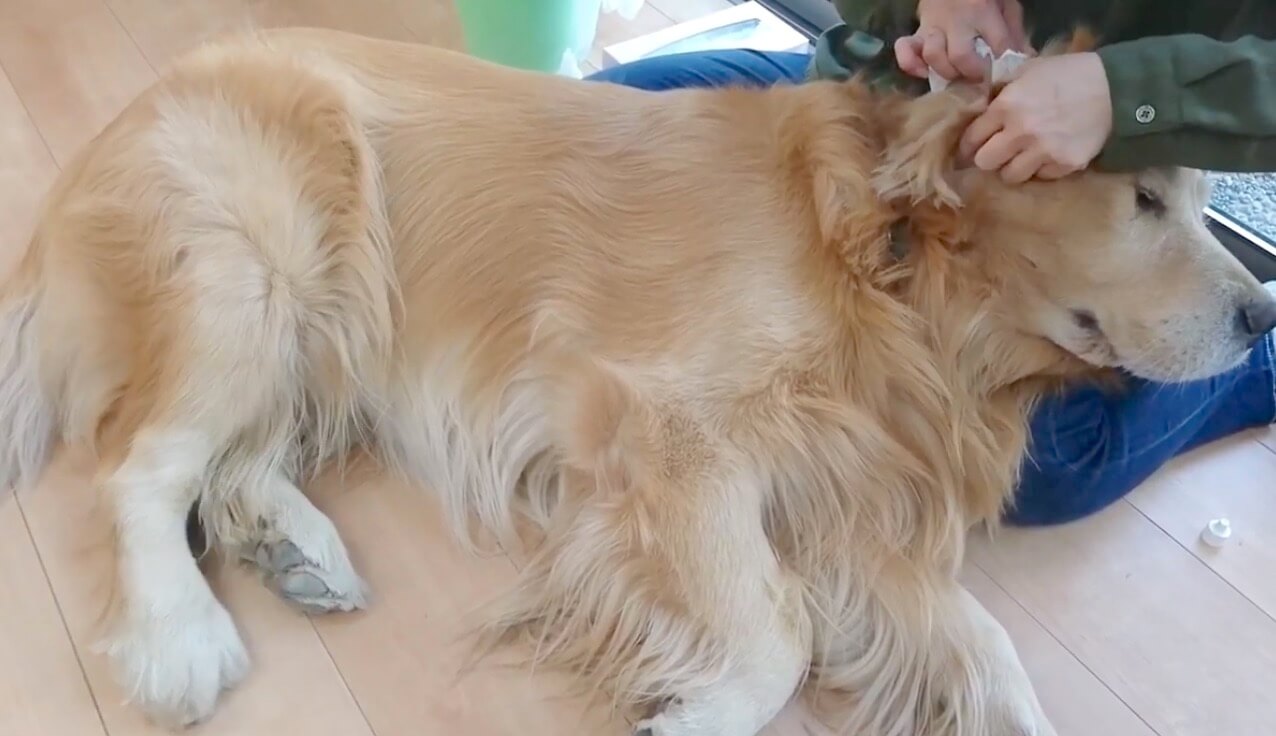 ゴールデンレトリーバー,動画