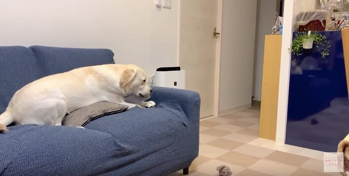 ラブラドールレトリーバー,動画