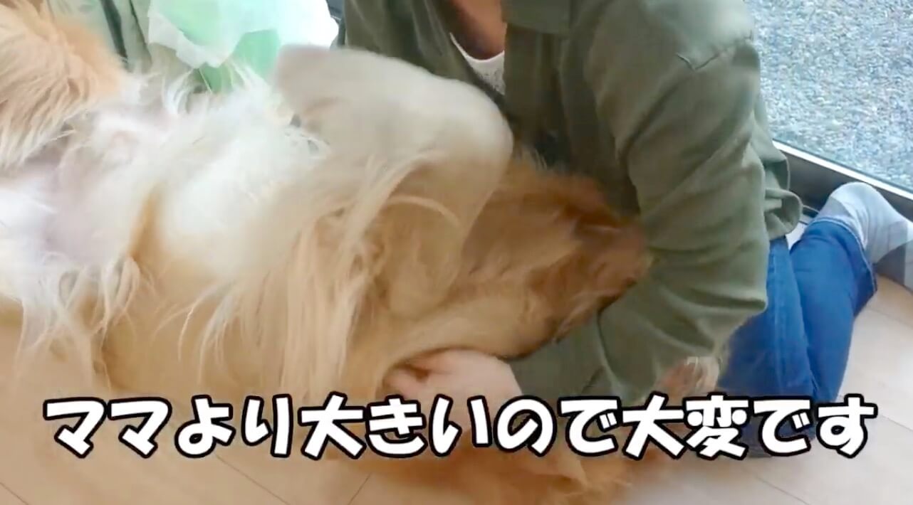 ゴールデンレトリーバー,動画